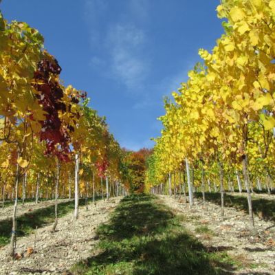 Vorschaubild: 05.11.2026 | Weingut Wolfram Proppe